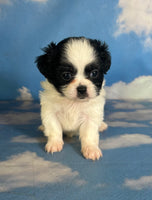 Opal Female Teddy Bear $875