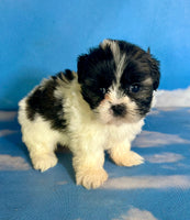 Ruby Female Teddy Bear $875