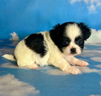 Opal Female Teddy Bear $875