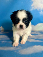 Opal Female Teddy Bear $875
