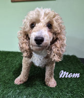 Bentley Male Mini Poodle $750