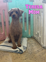 Rosie Female AKC Mini Poodle $600