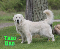 Lexi Female English Cream Golden Retriever $850