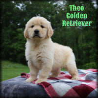Theo Male AKC Golden Retriever $1350