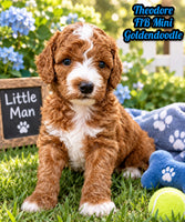 Theodore Male F1B Mini Goldendoodle $1750