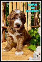 Theodore Male F1B Mini Goldendoodle $1750