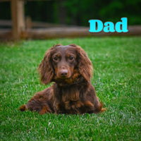 Jessy Male Mini Dachshund $1200
