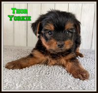 Thor Male CKC Yorkshire Terrier $1250