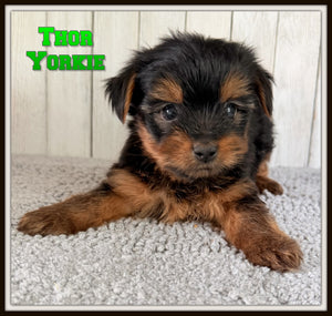 Yorkshire Terrier
