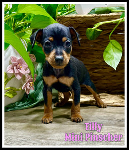 Miniature Pinscher