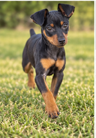 Tilly Female AKC Miniature Pinscher $1250