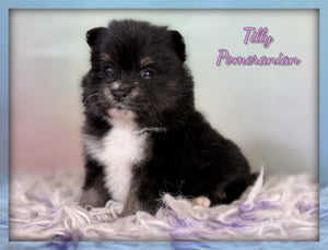 Pomeranian