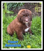 Timmy Male Aussiepoo $800