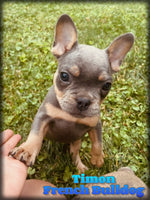French Bulldog