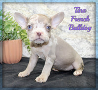 Tina Female AKC French Bulldog $1400