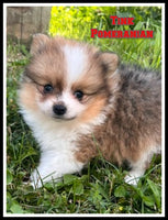 Tink Male ACA Pomeranian $1375