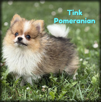 Pomeranian