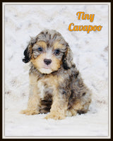Tiny Male Cavapoo $1600