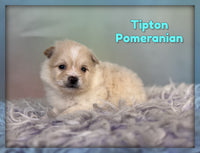 Tipton Male ACA Pomeranian $1725
