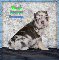 Titan Male AKC French Bulldog $1650