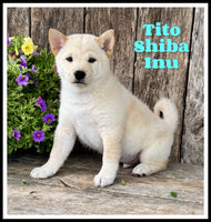 Shiba Inu
