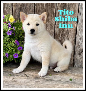 Shiba Inu