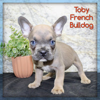 Toby Male AKC French Bulldog $1400