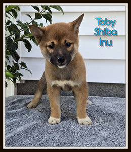  Shiba Inu