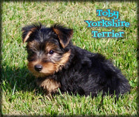 Toby Male Yorkshire Terrier $750