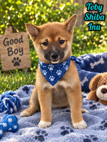 Toby Male AKC Shiba Inu $550