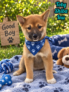 Toby Male AKC Shiba Inu $550