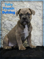 French Bulldog