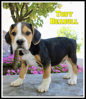Toby Male Beabull $950