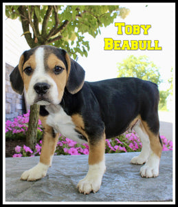Beabull