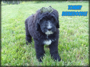 Bernedoodle