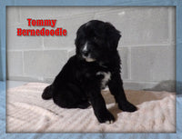 Tommy Male Bernedoodle $2500