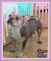 Ernie Male AKC French Bulldog $1350