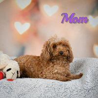 Kari Female Toy Poodle $1150