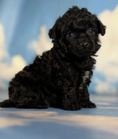Magic Female ACA Toy Poodle $1350