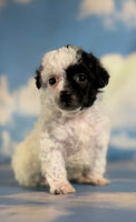 Cruella Female ACA Toy Poodle $1650