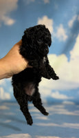 Magic Female ACA Toy Poodle $1350