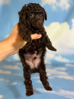 Tiny Tim Male ACA Toy Poodle $1350