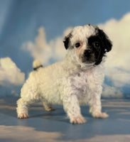 Cruella Female ACA Toy Poodle $1650