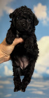 Magic Female ACA Toy Poodle $1350