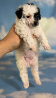 Cruella Female ACA Toy Poodle $1650