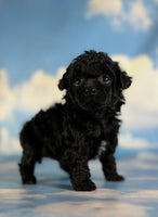 Magic Female ACA Toy Poodle $1350
