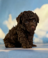 Tiny Tim Male ACA Toy Poodle $1350