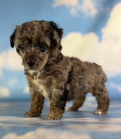 Classy Female ACA Toy Poodle $1650