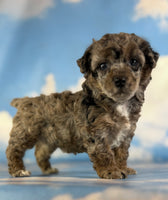 Classy Female ACA Toy Poodle $1650