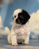 Cruella Female ACA Toy Poodle $1650